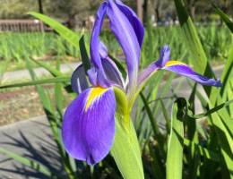Louisiana Iris.